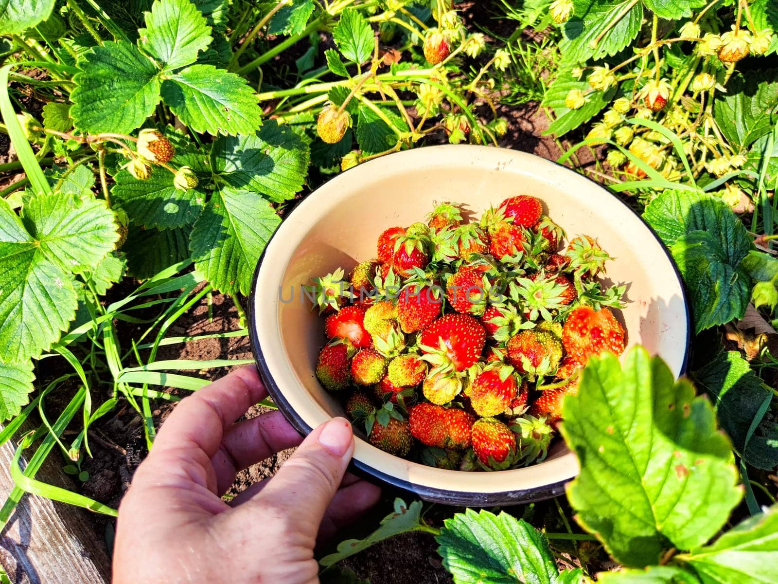 A hand holds bowl full of red, ripe strawberries freshly picked from a strawberry patch