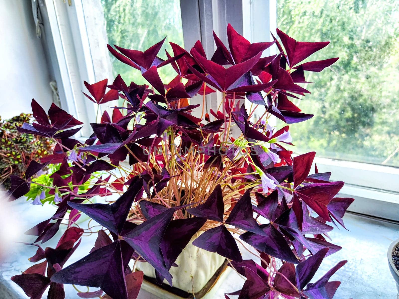 A lush, colorful sour plant flourishes in sunlight on bright windowsill alongside fresh green herbs