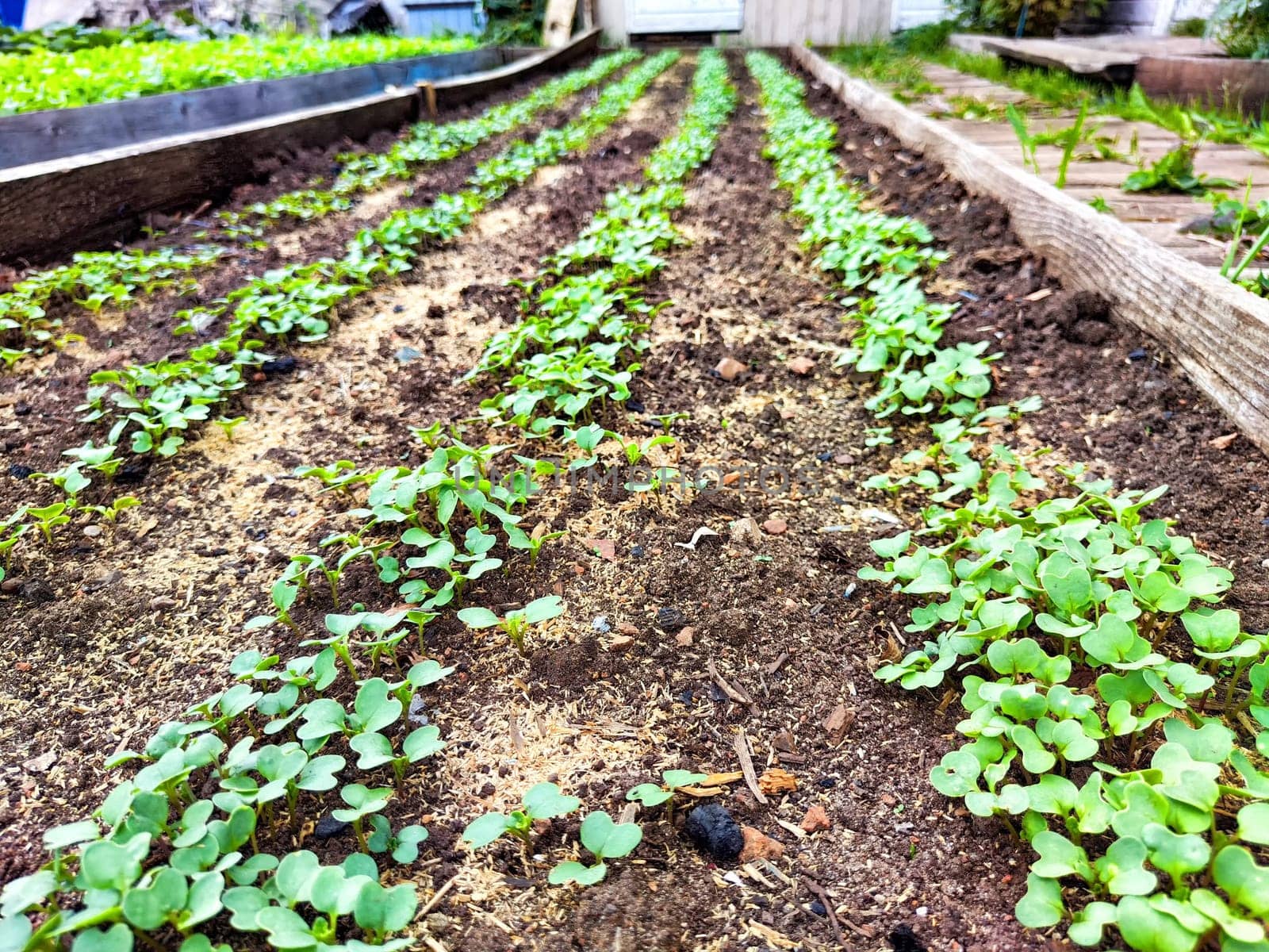 Rows of green seedlings emerge from the rich soil in an organic garden.