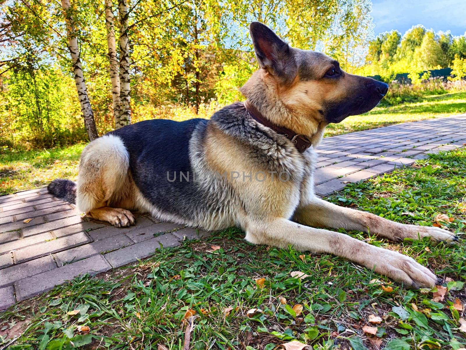 A German Shepherd lies comfortably on a paved path amidst green grass and vibrant trees on a warm afternoon, enjoying nature\'s peace.