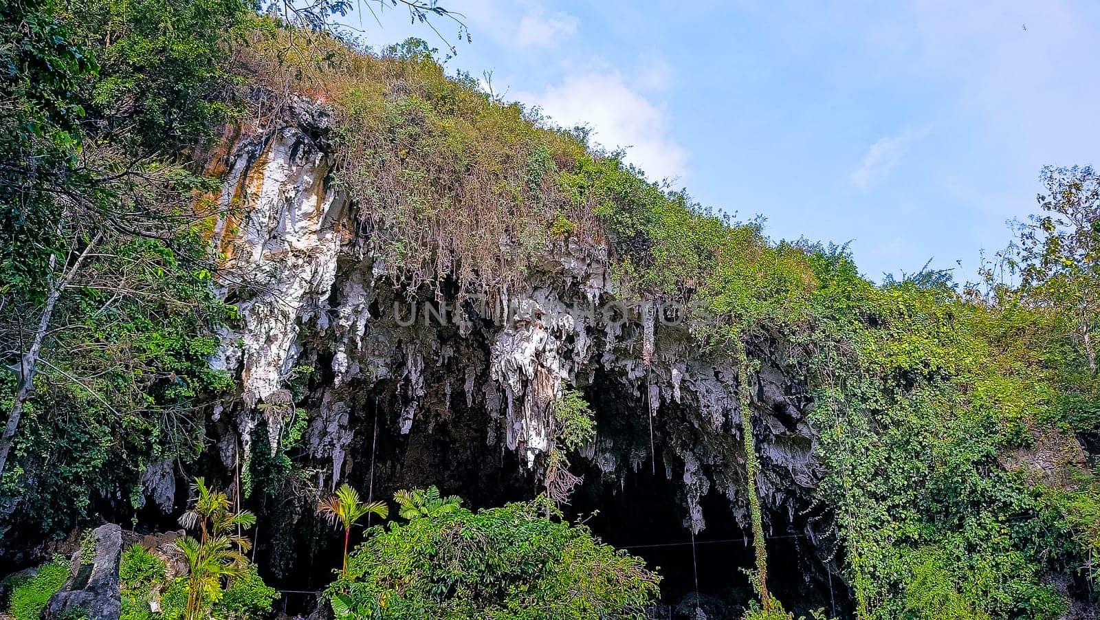 A rocky cliff with green plants growing on it. The plants are growing on the side of the cliff, and the cliff is covered in moss. The scene is peaceful and serene