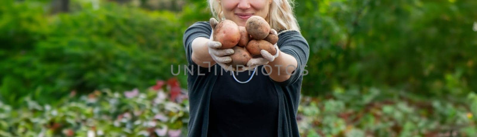 a female farmer holds harvested potatoes. Harvesting organic potatoes. Agriculture and farming