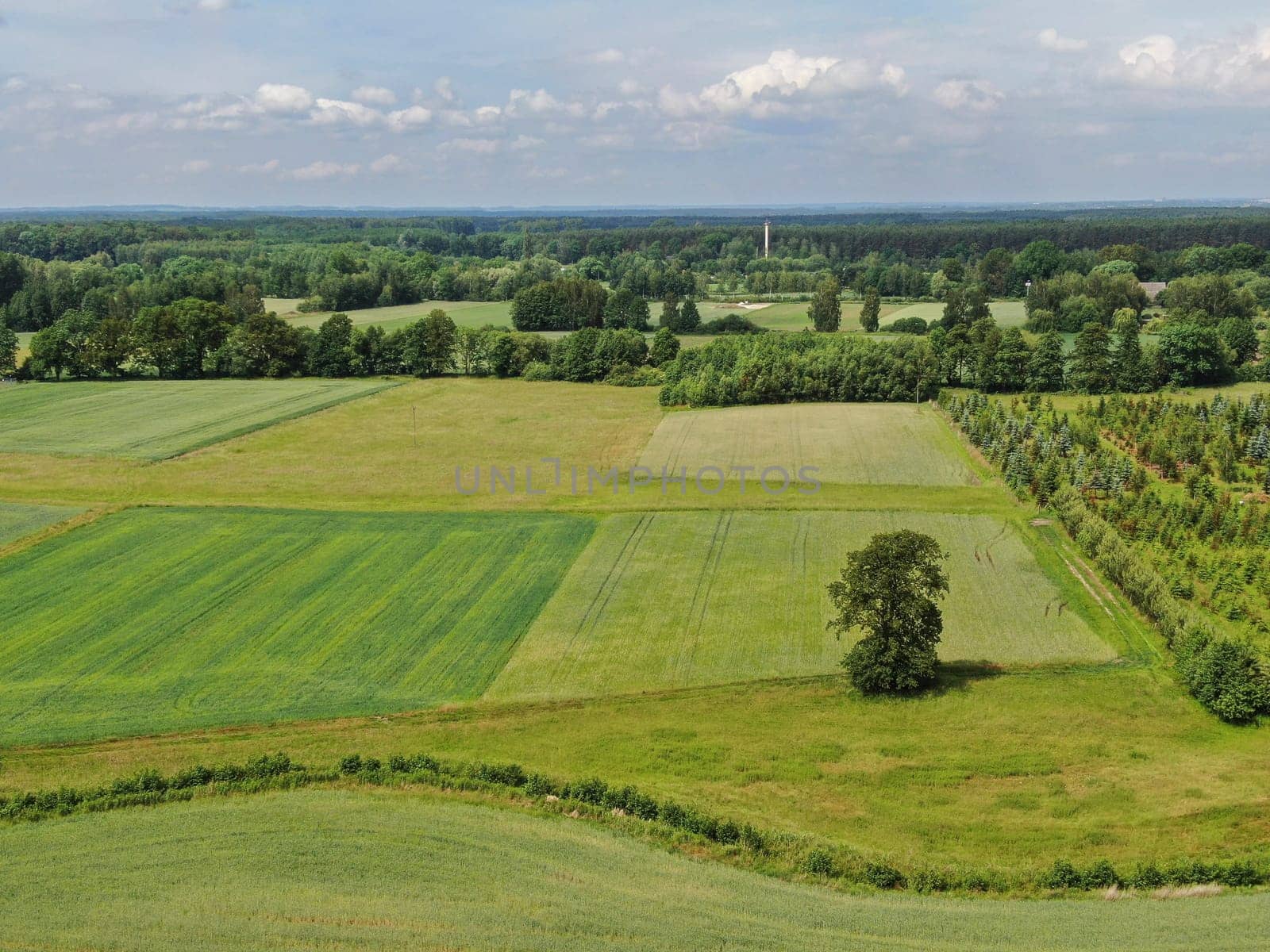 A tree against a background of green fields in Central Europe. High quality photo
