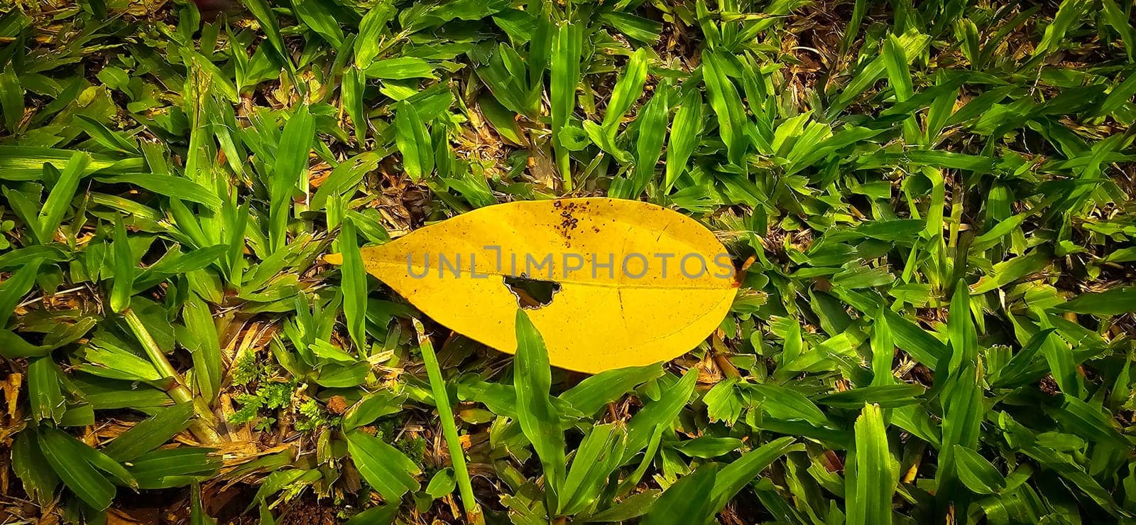 bright dried orange to light brown leaf resting on a background, showcasing intricate veining and textures, symbolizing autumn's beauty and change, good for your multimedia content creation background