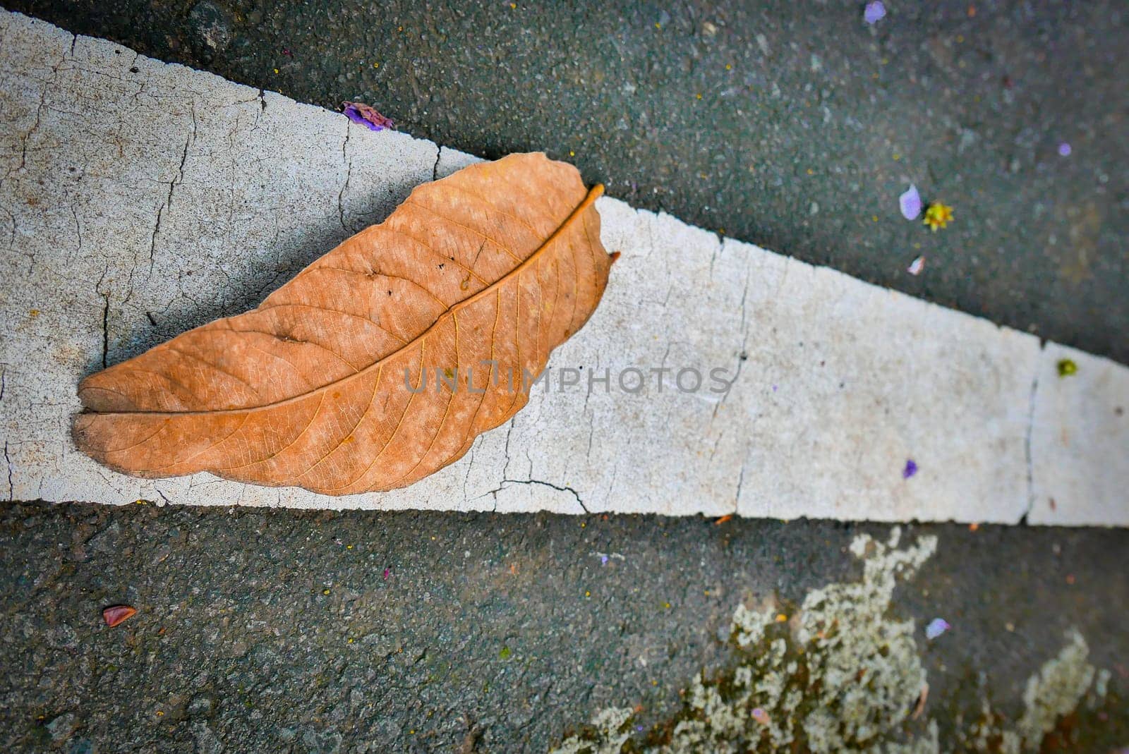 bright dried orange to light brown leaf resting on a background, showcasing intricate veining and textures, symbolizing autumn's beauty and change, good for your multimedia content creation background
