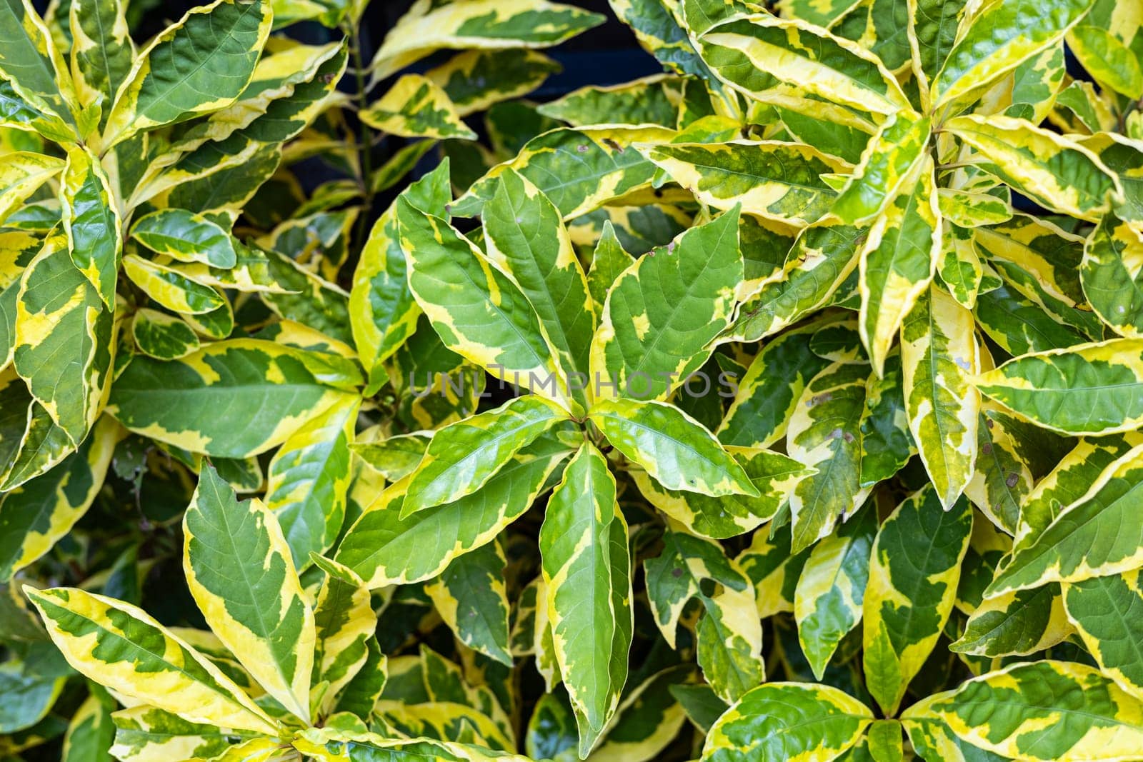Colorful multicolored leaf texture patterns ornamental background