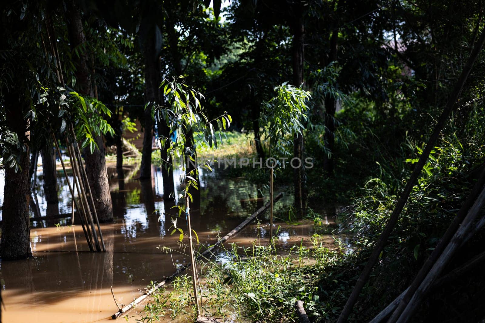 Overflowing waters from the River have submerged nearby trees.