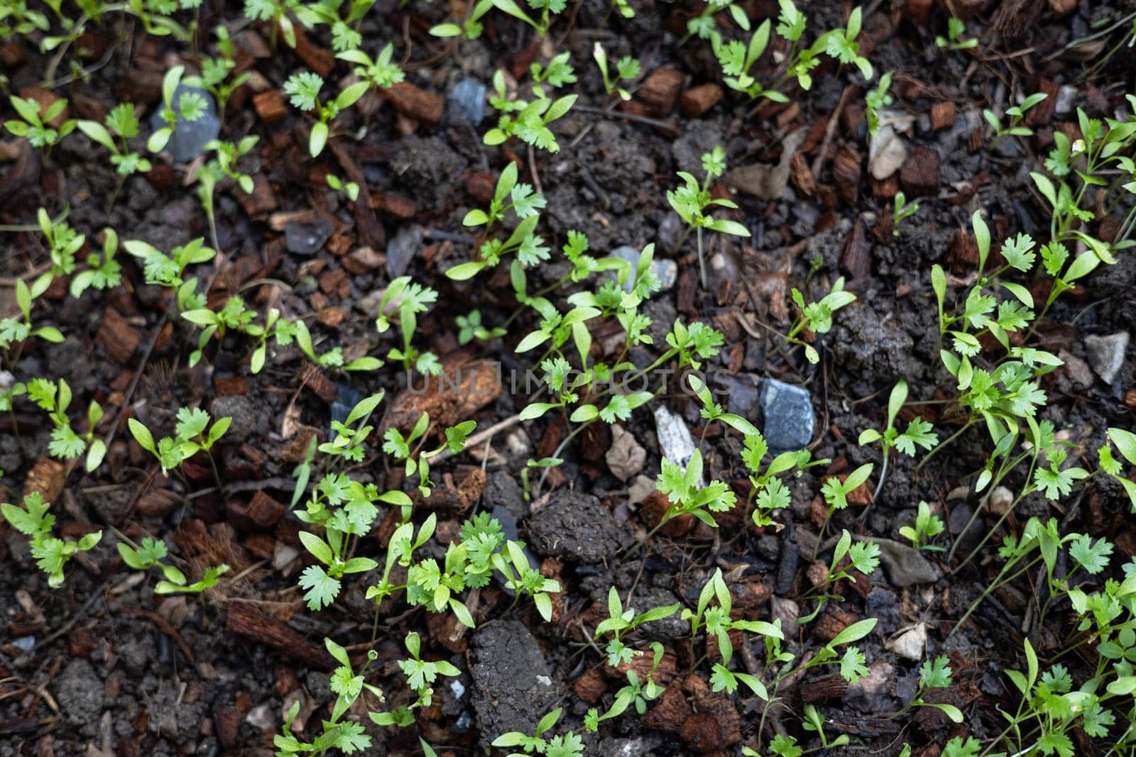 Fresh green coriander leaf vegetable in a garden. Organic coriander cilantro herb sprouts.
