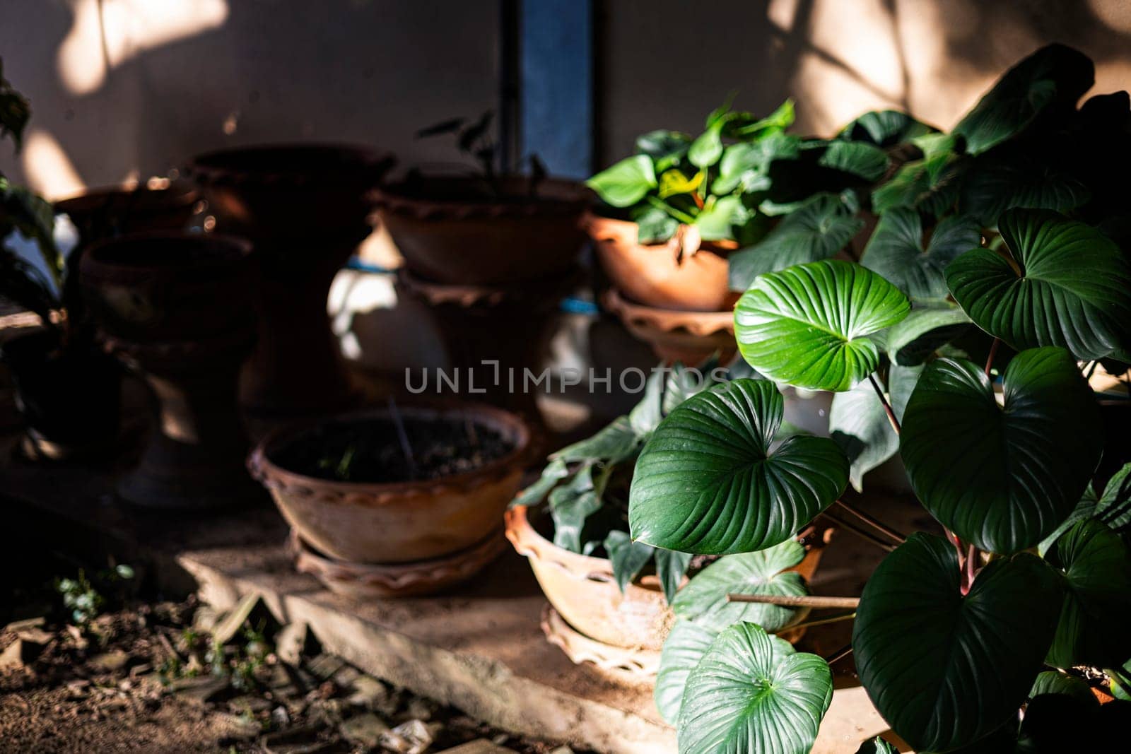 Green leaves and foliage plant for decorating at home.