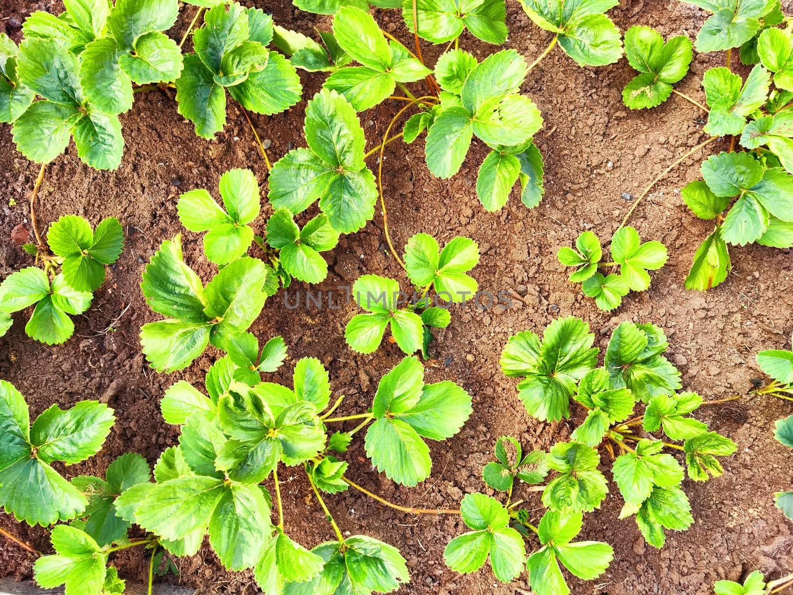Young strawberry plants flourish in rich soil, soaking up the sun.