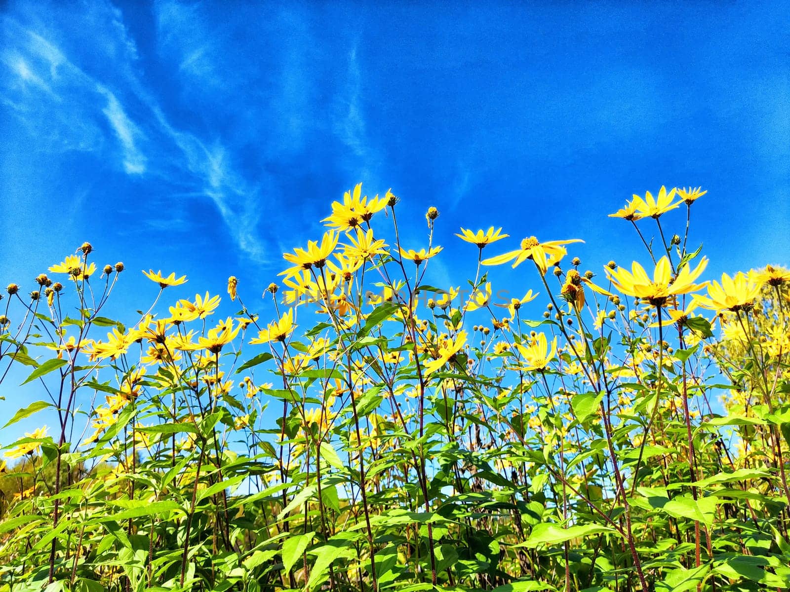 A field filled with bright yellow flowers sways gently under a vivid blue sky, capturing the essence of a sunny spring day.