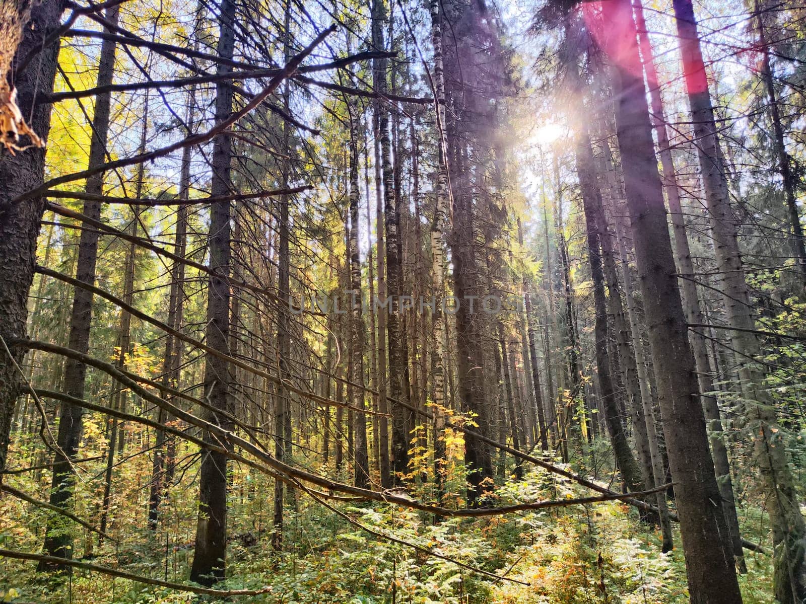 Sunlight shines through tall trees, illuminating vibrant green leaves as the forest embraces the peacefulness of autumn.