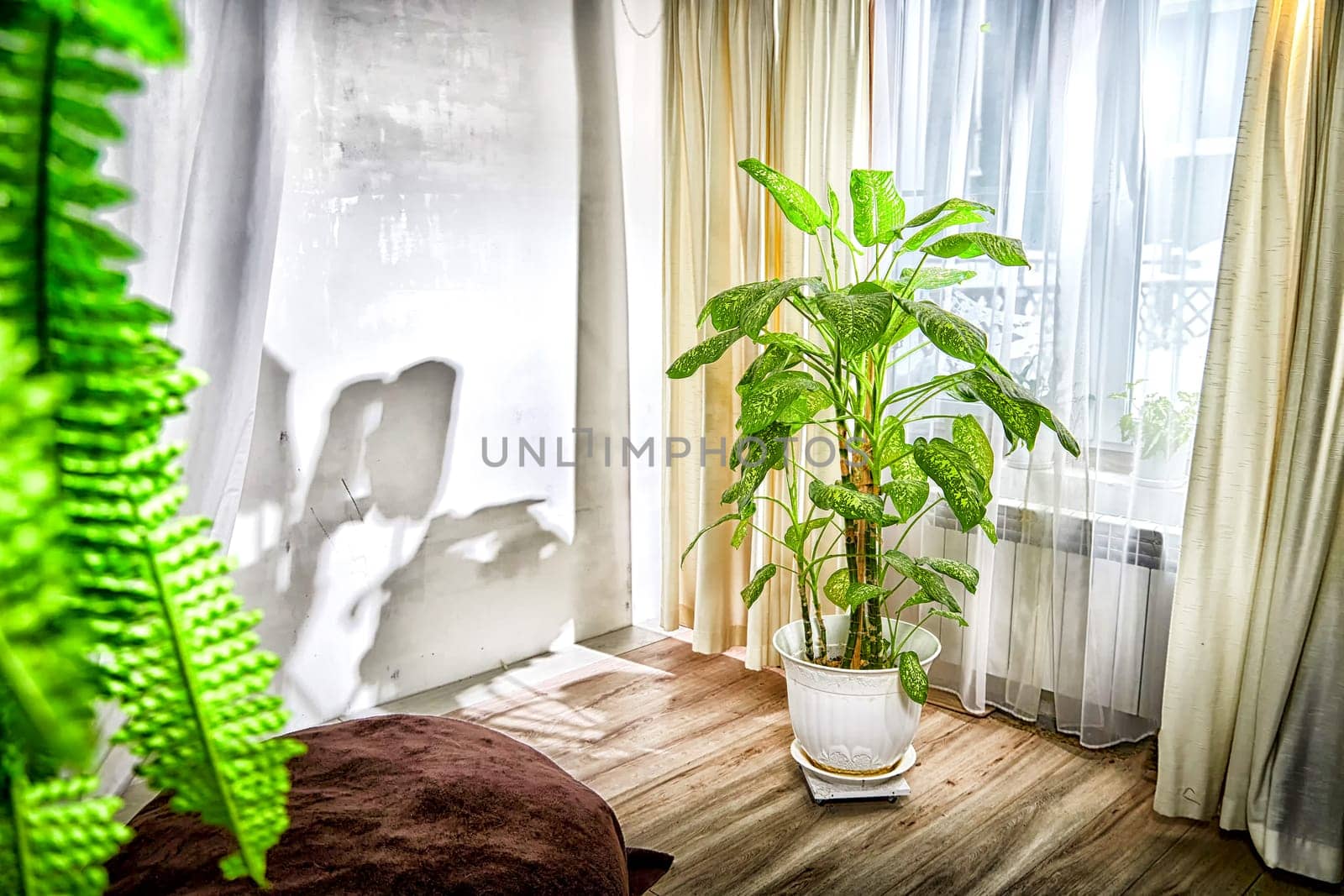 Dieffenbachia plant in a pot on stool by window. Retro interior in light colors. Background with green leaves and fabric. Place for text and copy space