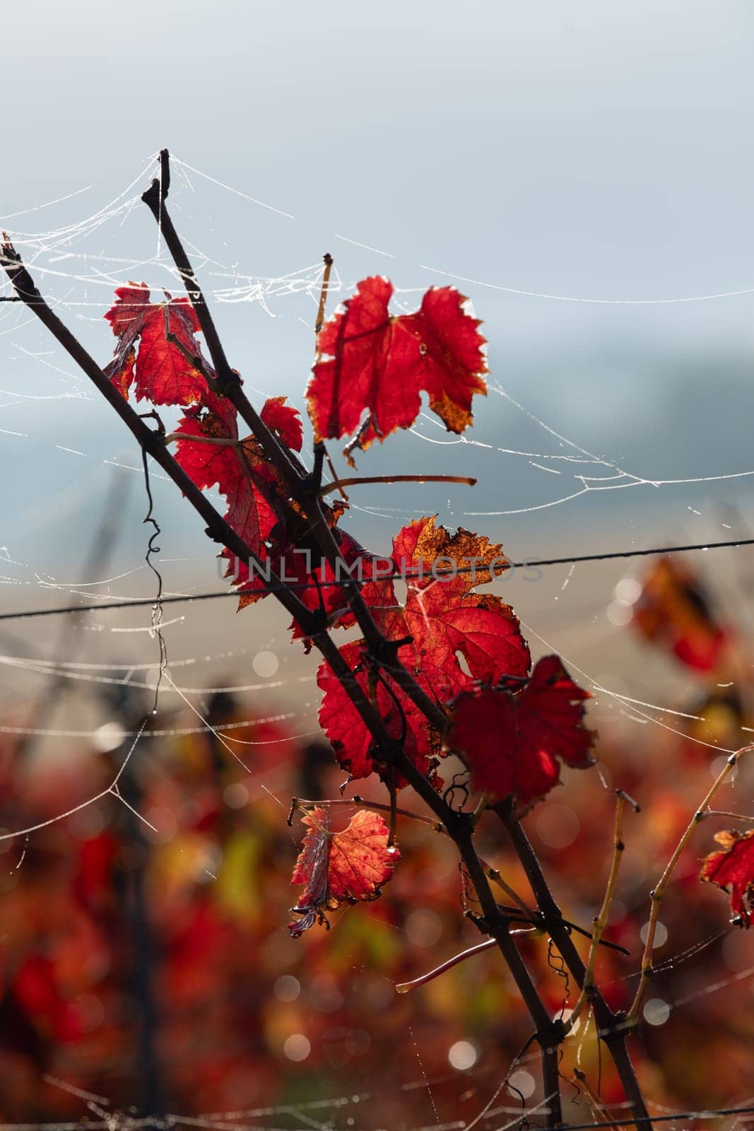 Autumn landscape around Bordeaux vineyards, Bordeaux Vineyard at sunrise in autumn, Entre deux mers, Langoiran, Gironde. High quality photo