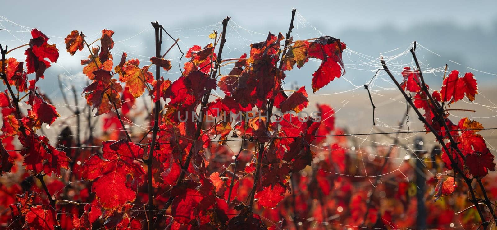 Autumn landscape around Bordeaux vineyards, Bordeaux Vineyard at sunrise in autumn, Entre deux mers, Langoiran, Gironde. High quality photo