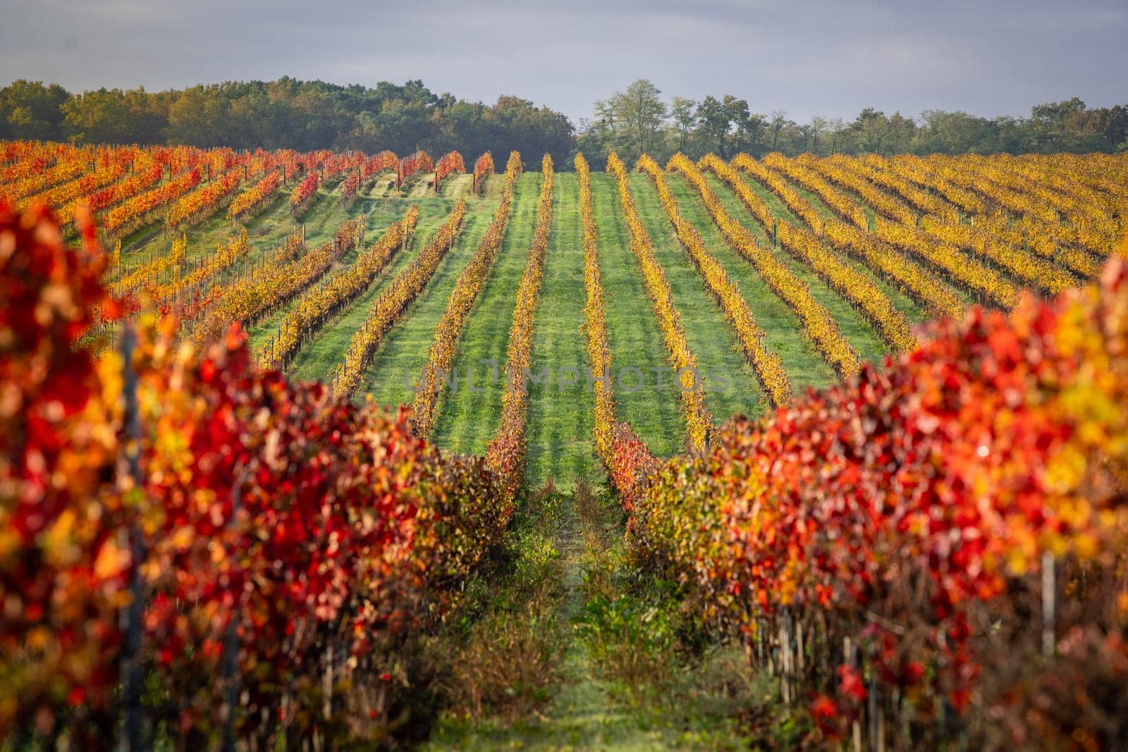 Autumn landscape around Bordeaux vineyards, Bordeaux Vineyard at sunrise in autumn, Entre deux mers, Langoiran, Gironde. High quality photo
