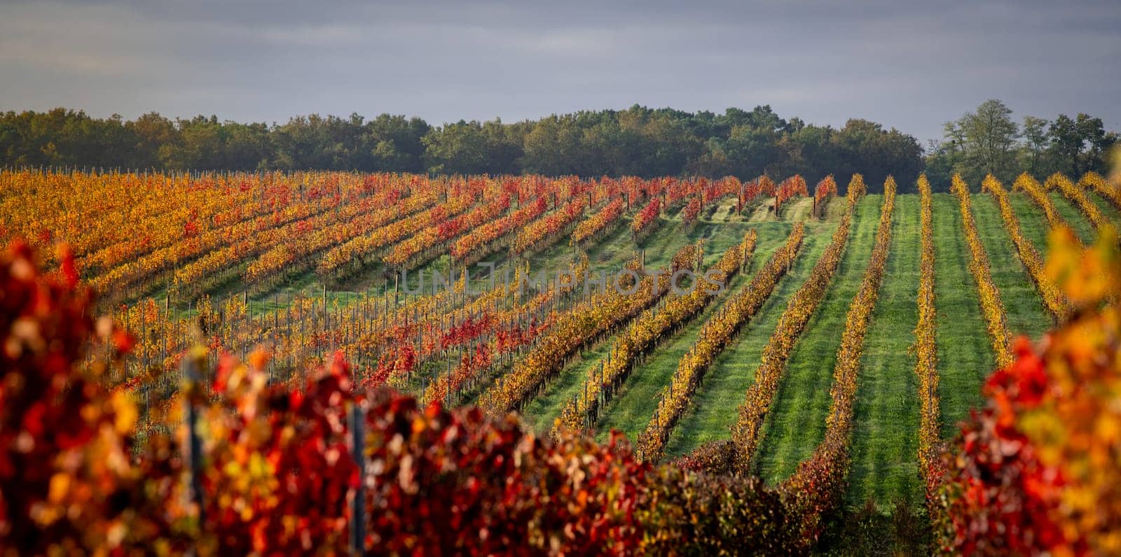Autumn landscape around Bordeaux vineyards, Bordeaux Vineyard at sunrise in autumn, Entre deux mers, Langoiran, Gironde. High quality photo