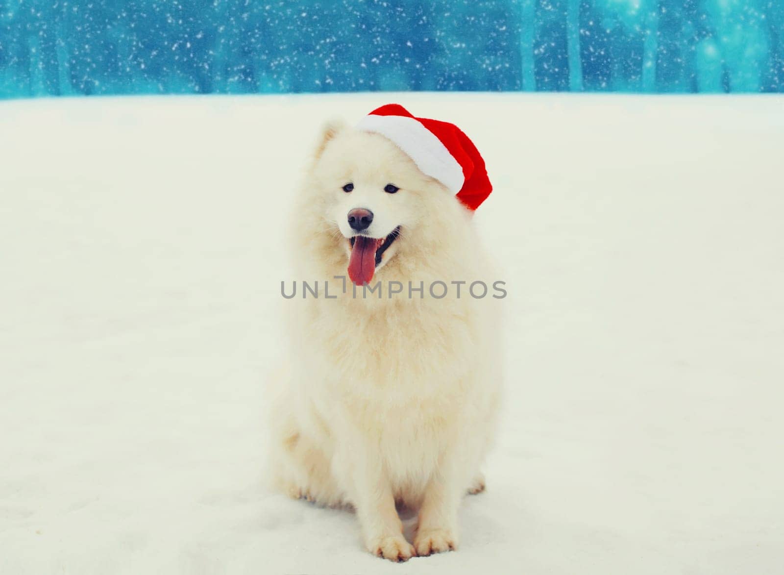 Christmas happy white Samoyed dog in red santa hat sitting on snow in winter day