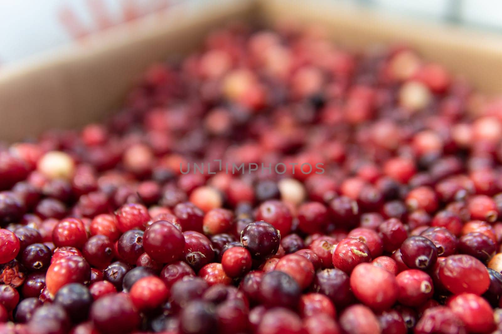 lingonberry fresh market healthy ripe background red cranberry organic fruit harvest food