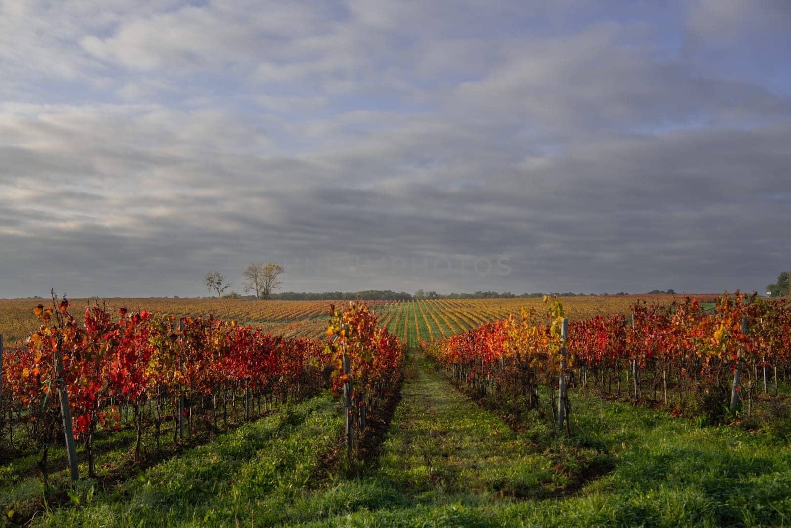 Autumn landscape around Bordeaux vineyards, Bordeaux Vineyard at sunrise in autumn, Entre deux mers, Langoiran, Gironde. High quality photo