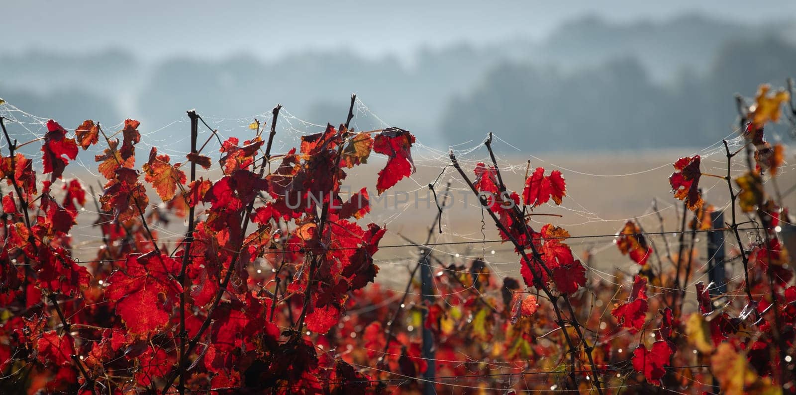 Autumn landscape around Bordeaux vineyards, Bordeaux Vineyard at sunrise in autumn, Entre deux mers, Langoiran, Gironde. High quality photo