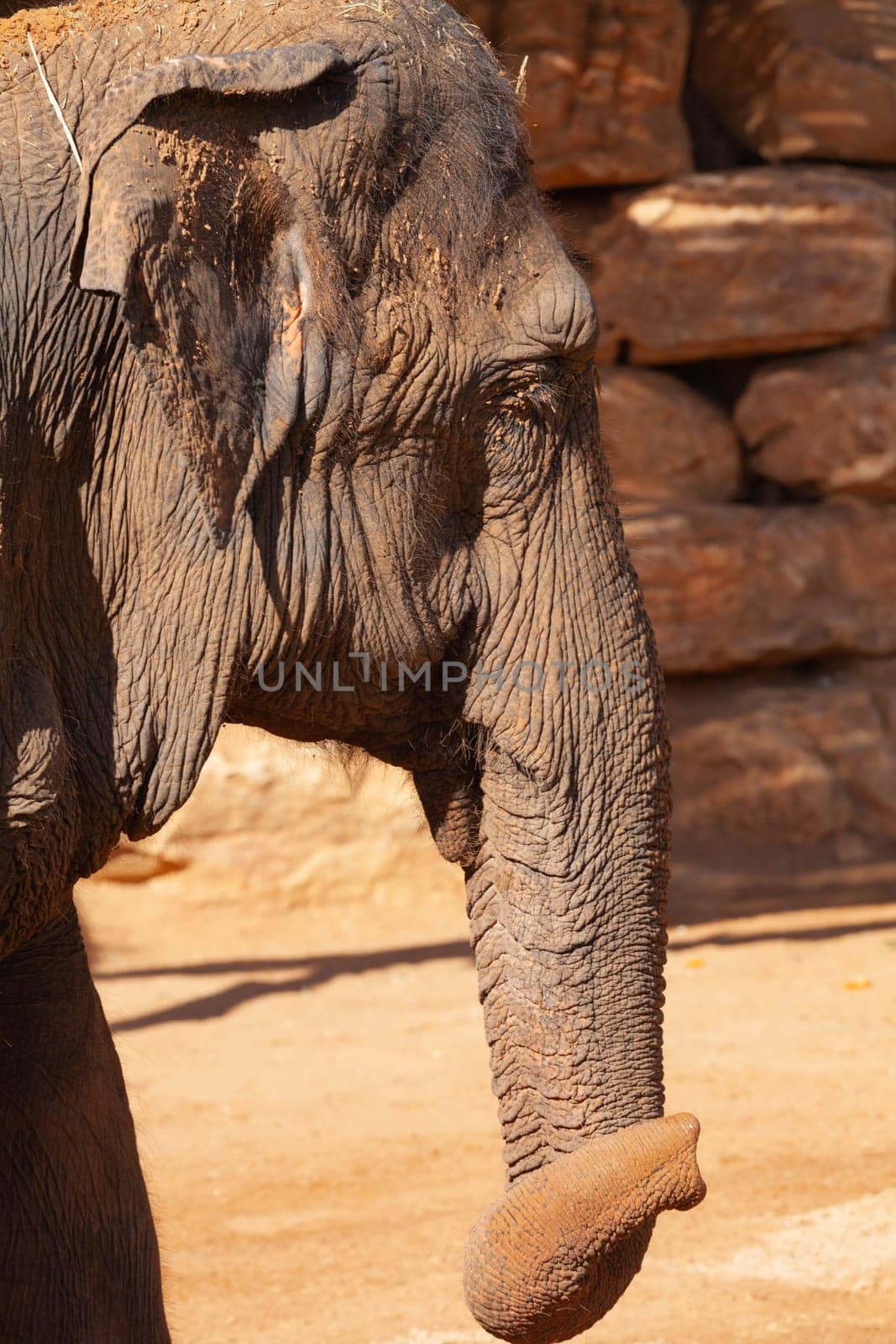 Big elephant. Close-up. High quality photo