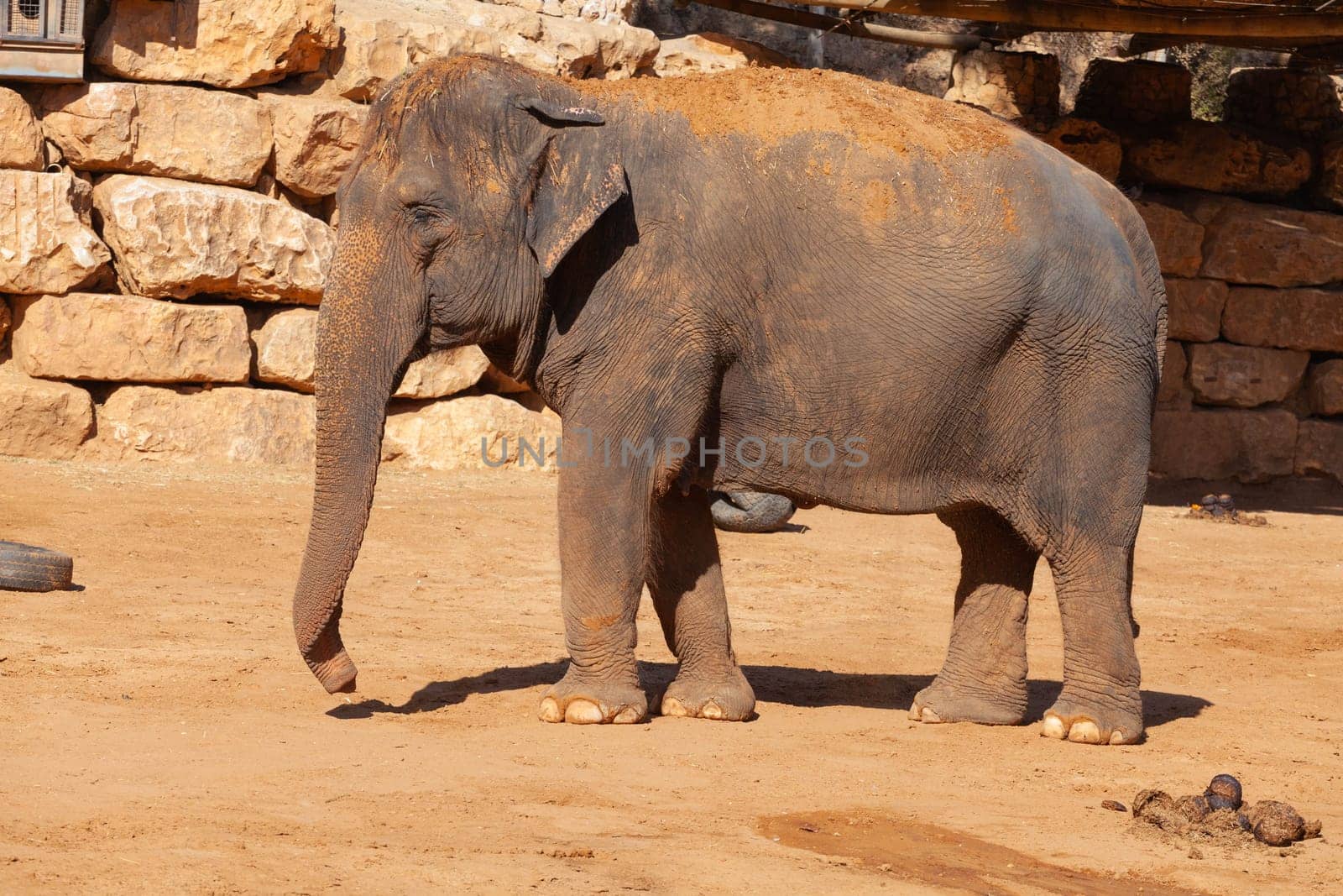 Big elephant. Close-up. High quality photo