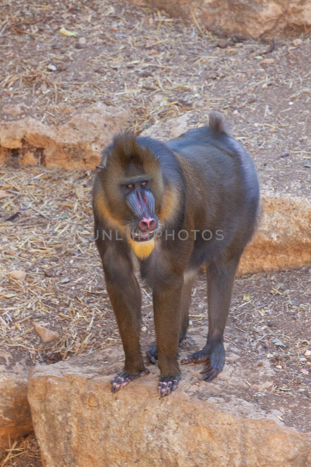 A huge alpha male baboon monkey rests by the river bank. High quality photo