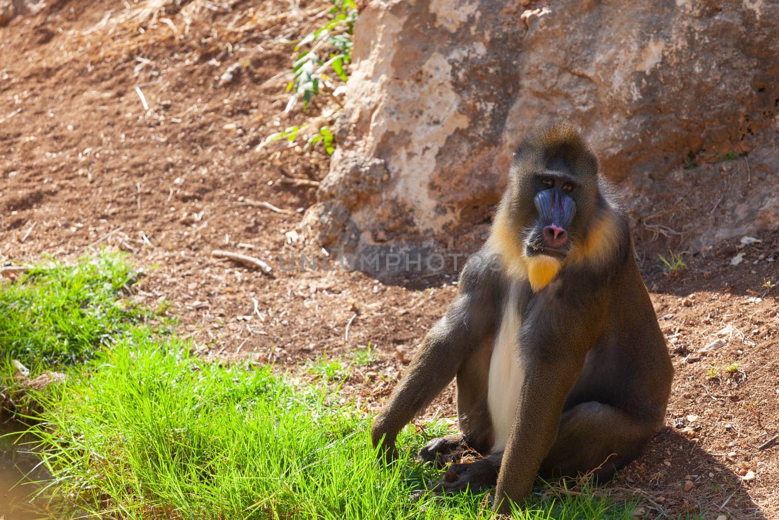 A huge alpha male baboon monkey rests by the river bank. High quality photo