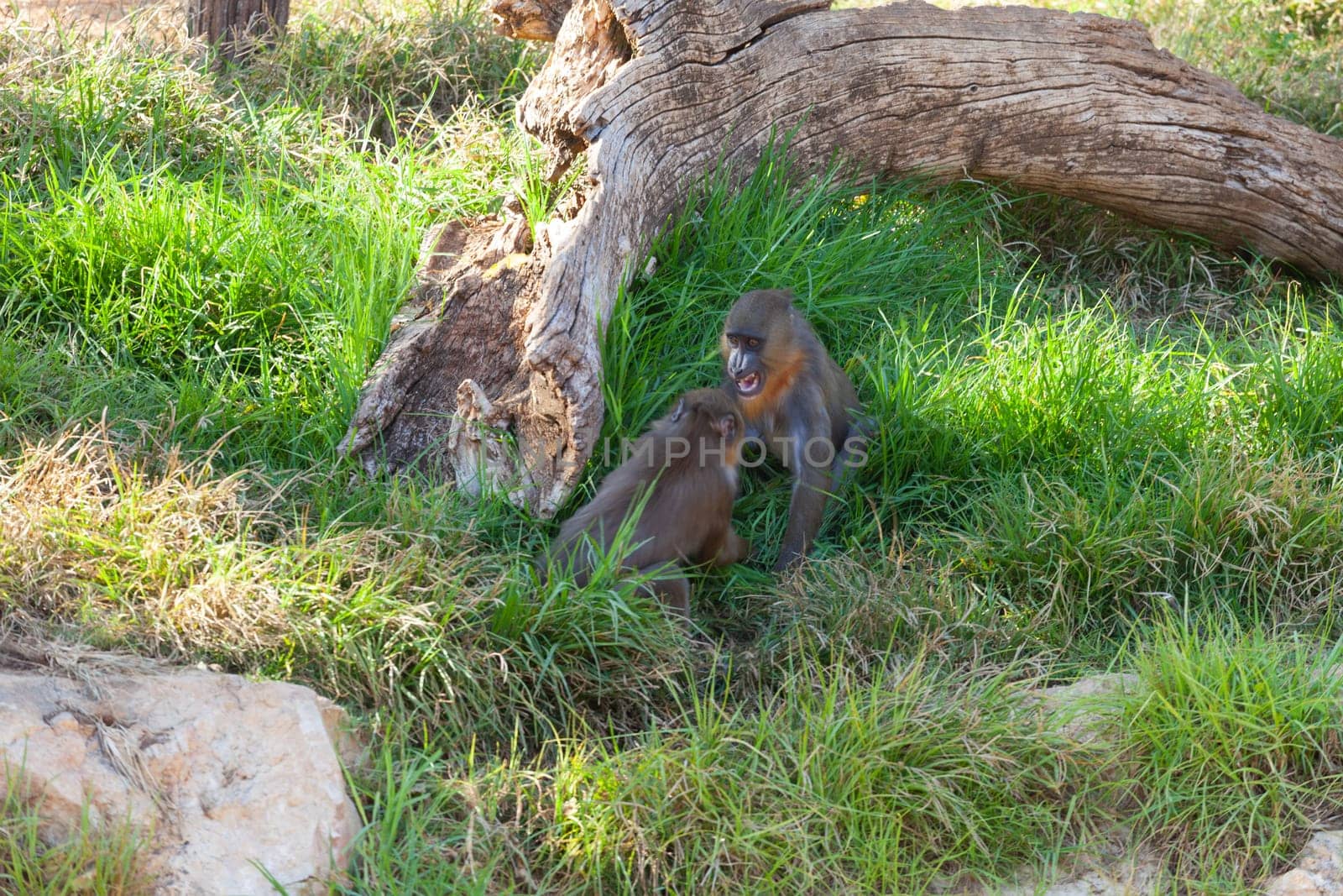 A huge alpha male baboon monkey rests by the river bank. High quality photo
