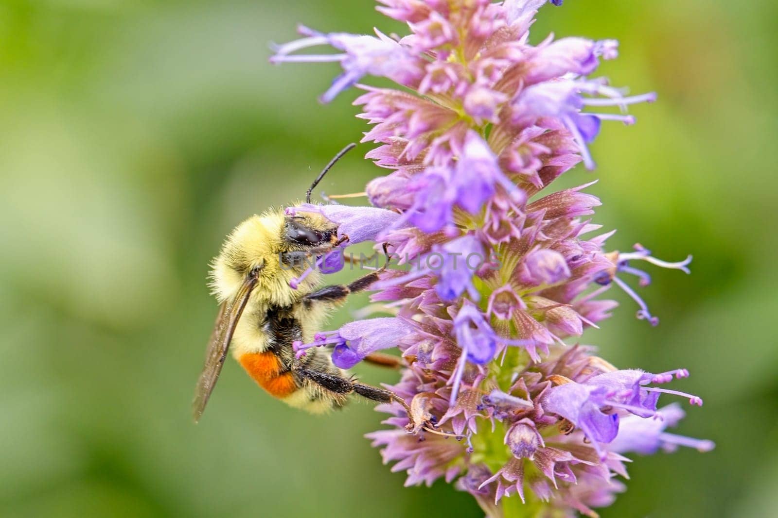 An orange belted be gathers polled on a pink flower in north Idaho.