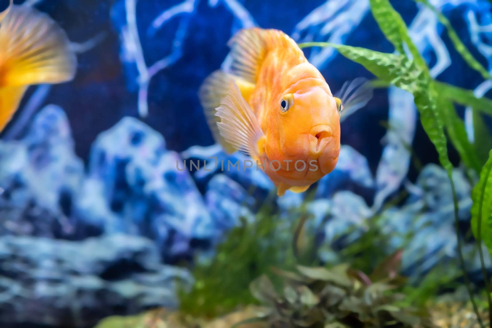 Orange parrot fish in the aquarium. Red Parrot Cichlid. Aquarium fish