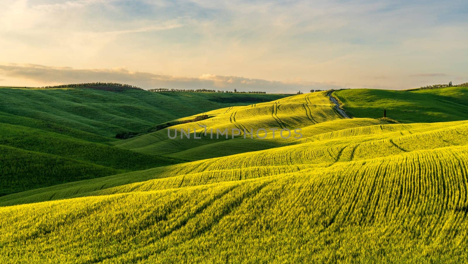 Hills of Tuscany. Val d'Orcia landscape in spring. Cypresses, hills and green meadows