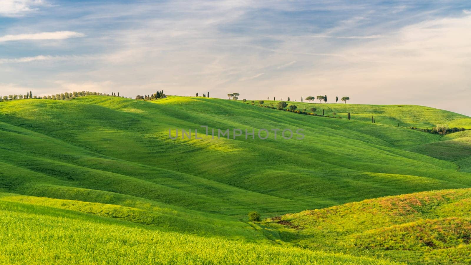 Hills of Tuscany. Val d'Orcia landscape in spring. Cypresses, hills and green meadows