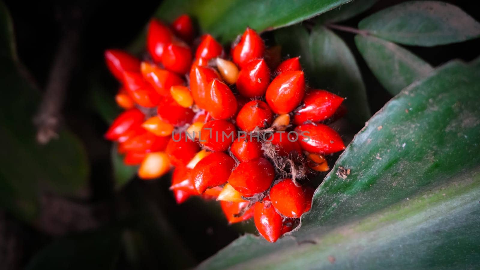 Barter's Palisota or Commelinaceae plants with clusters of vibrant red berries like flower nestled among lush tropical leaves, the scene evokes a sense of vibrancy and natural beauty, good for plants catalogue book