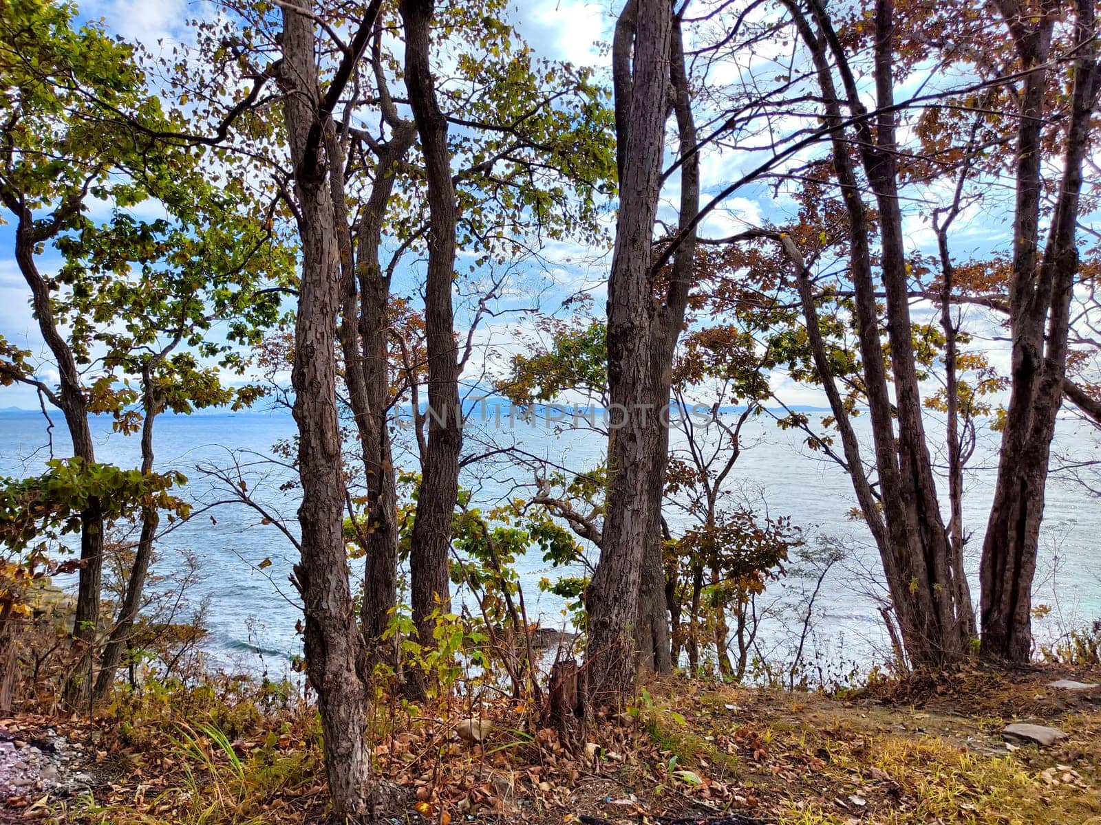 Autumn foliage surrounds a serene ocean view with a bright sky and calm water.