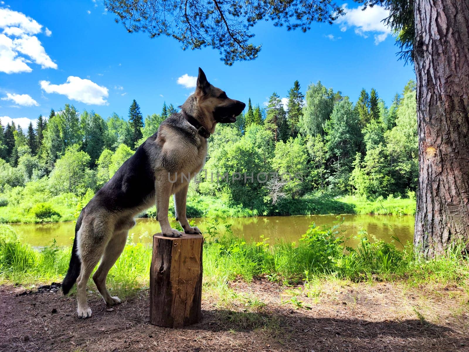 Dog German Shepherd in forest in summer day. Russian eastern European dog veo. The dog stands on stump and looks into the distance
