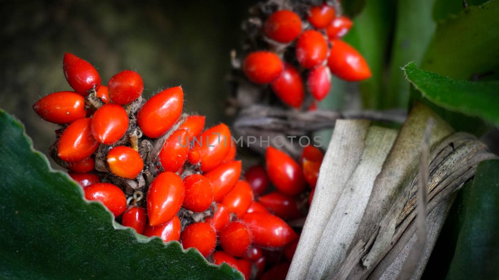 Barter's Palisota or Commelinaceae plants with clusters of vibrant red berries like flower nestled among lush tropical leaves, the scene evokes a sense of vibrancy and natural beauty, good for plants catalogue book