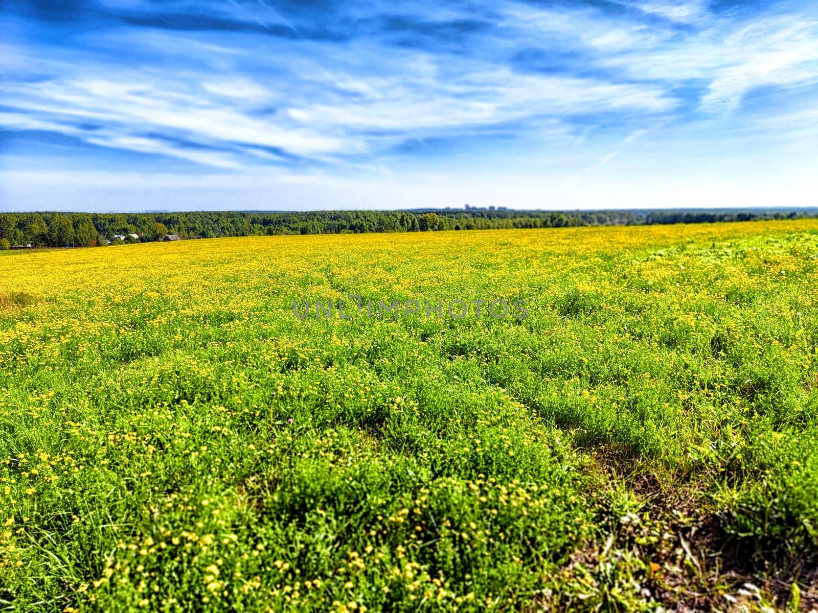 A vast green field dotted with yellow wildflowers under a clear blue sky on a sunny day, showcasing the beauty of nature.