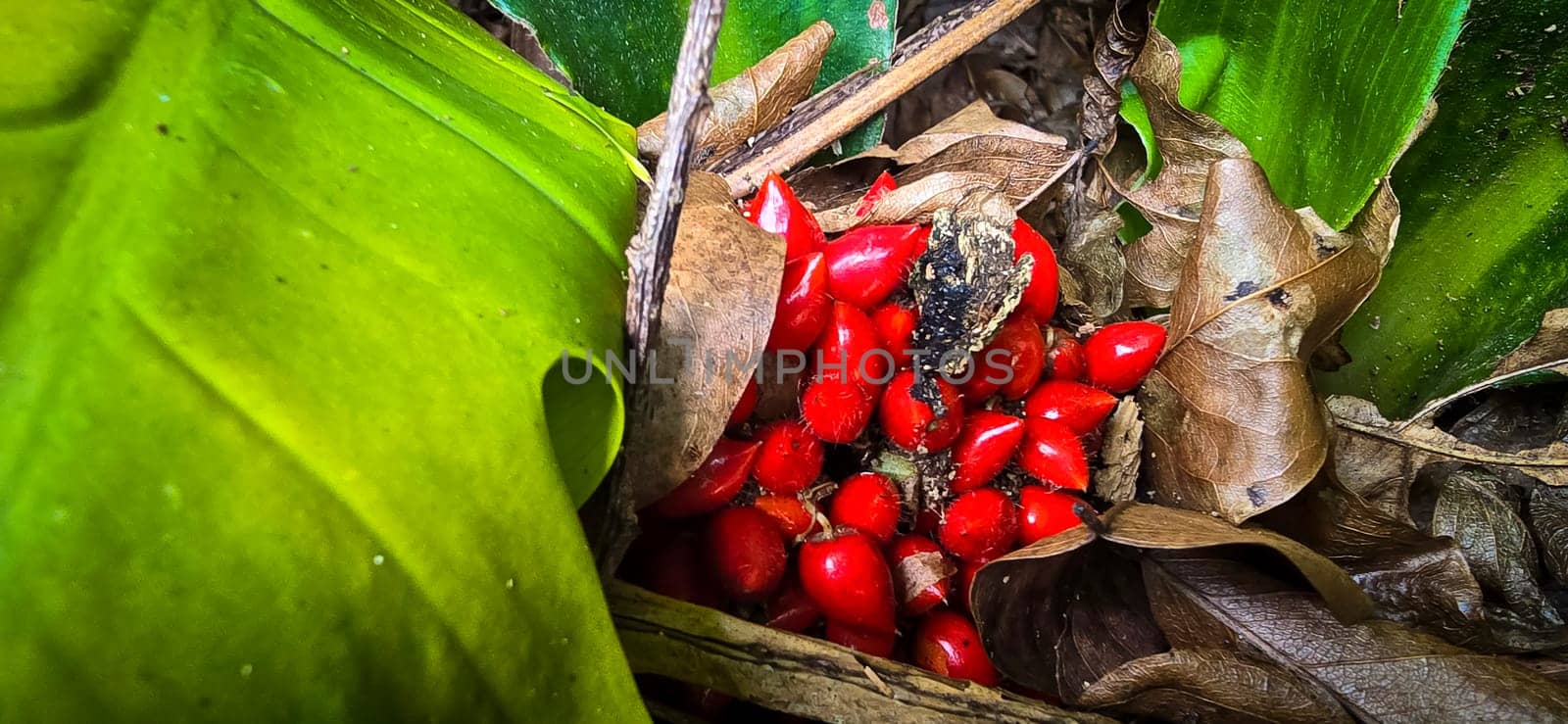 Barter's Palisota or Commelinaceae plants with clusters of vibrant red berries like flower nestled among lush tropical leaves, the scene evokes a sense of vibrancy and natural beauty, good for plants catalogue book