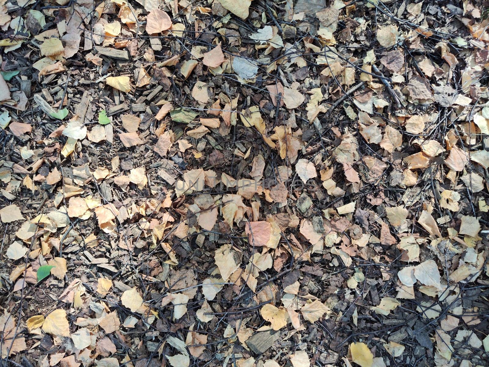 The forest floor is blanketed with an array of dried autumn leaves, providing a warm, natural texture in the serene surroundings.