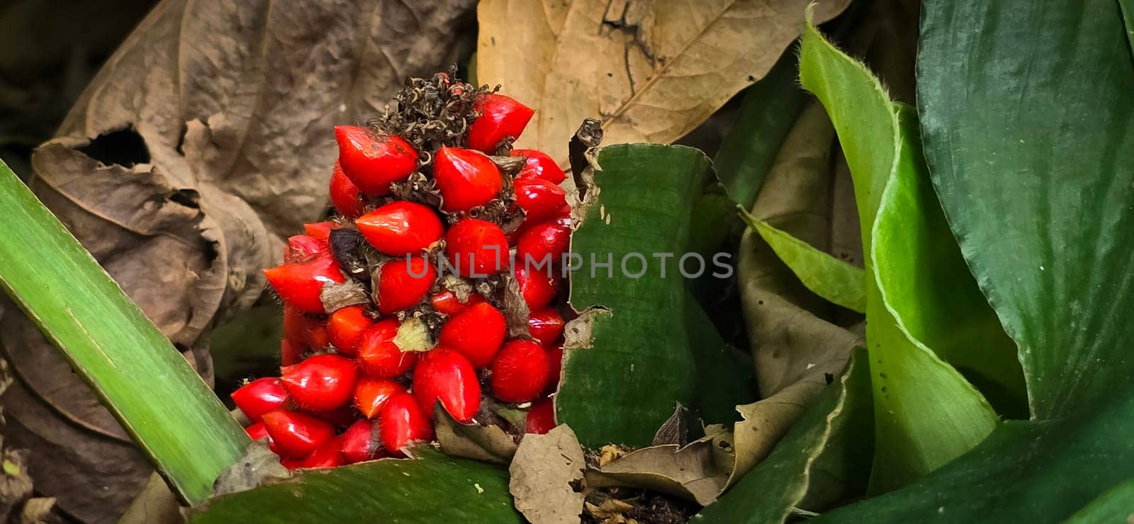 Barter's Palisota or Commelinaceae plants with clusters of vibrant red berries like flower nestled among lush tropical leaves, the scene evokes a sense of vibrancy and natural beauty, good for plants catalogue book