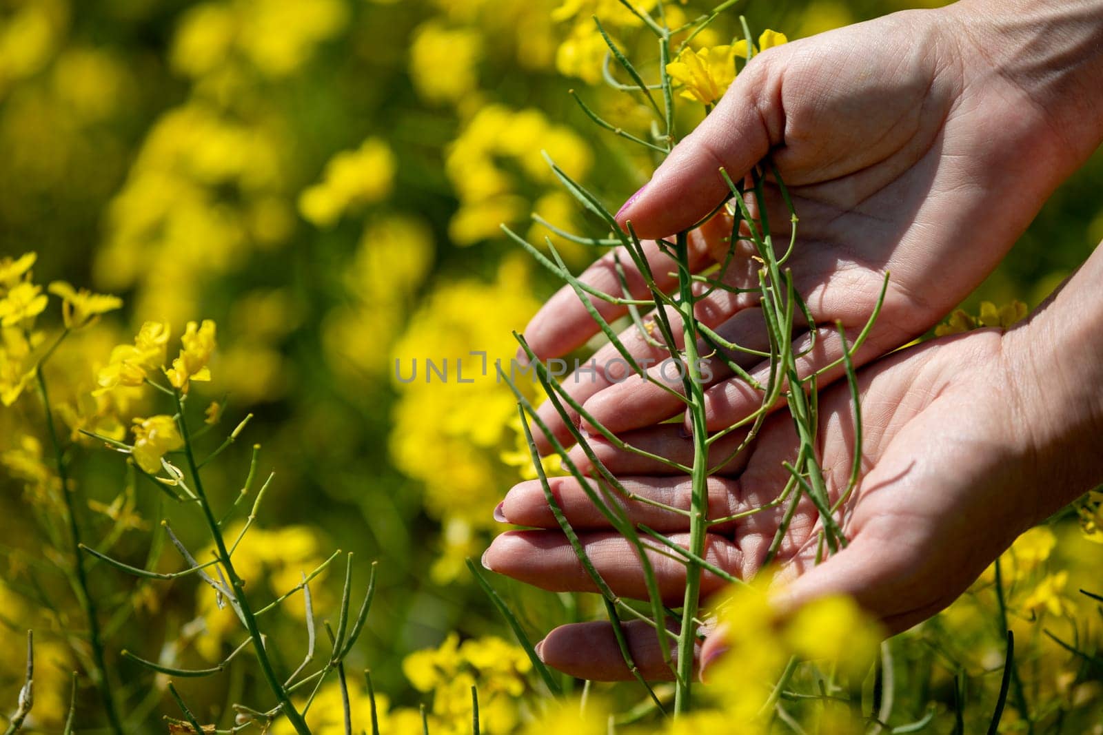 A closeup view of hands gently holding rapeseed plants within a vibrant field of bright yellow flowers