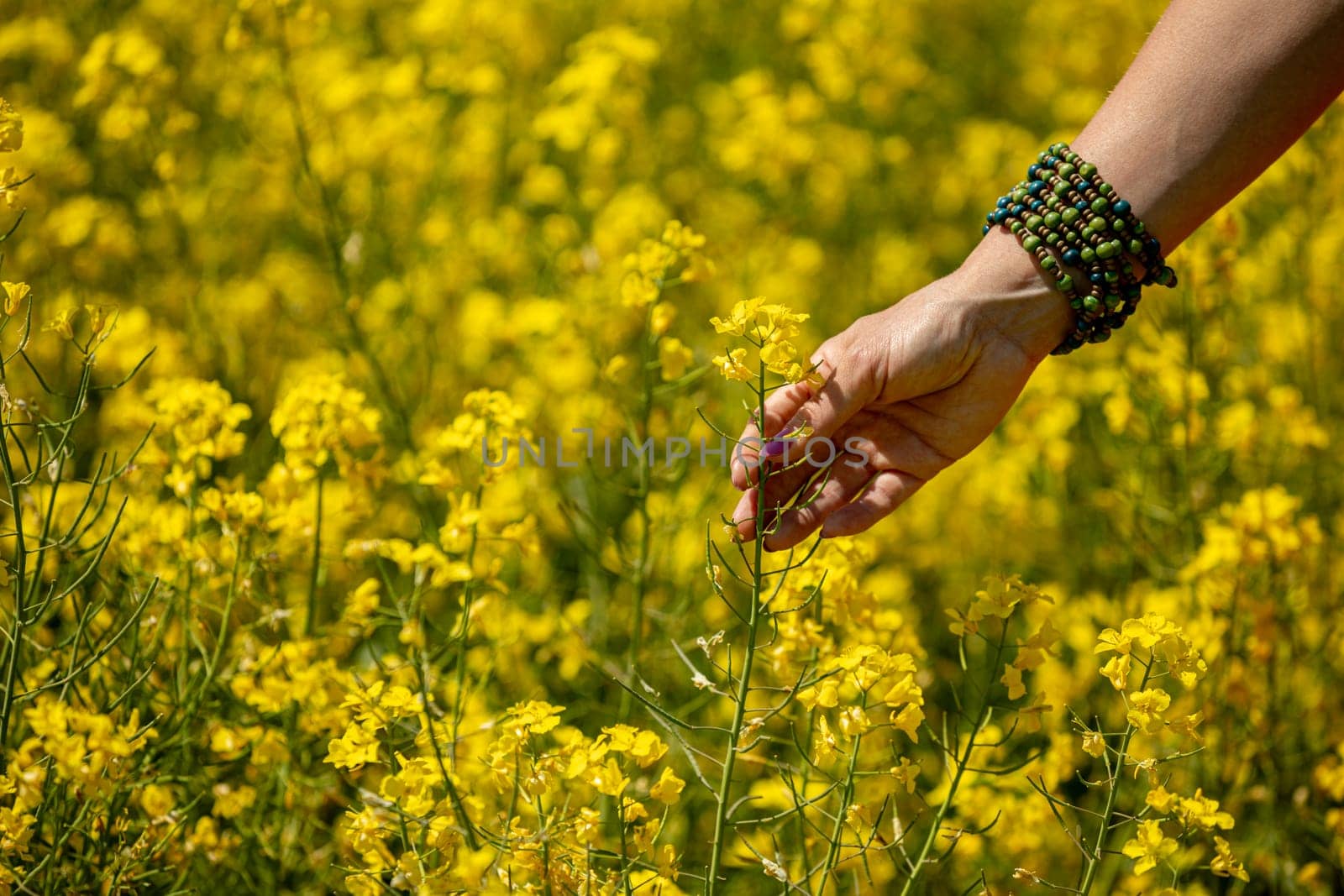 An upclose view of a human hand gently grazing the vibrant, blooming yellow mustard flowers in a sunny field