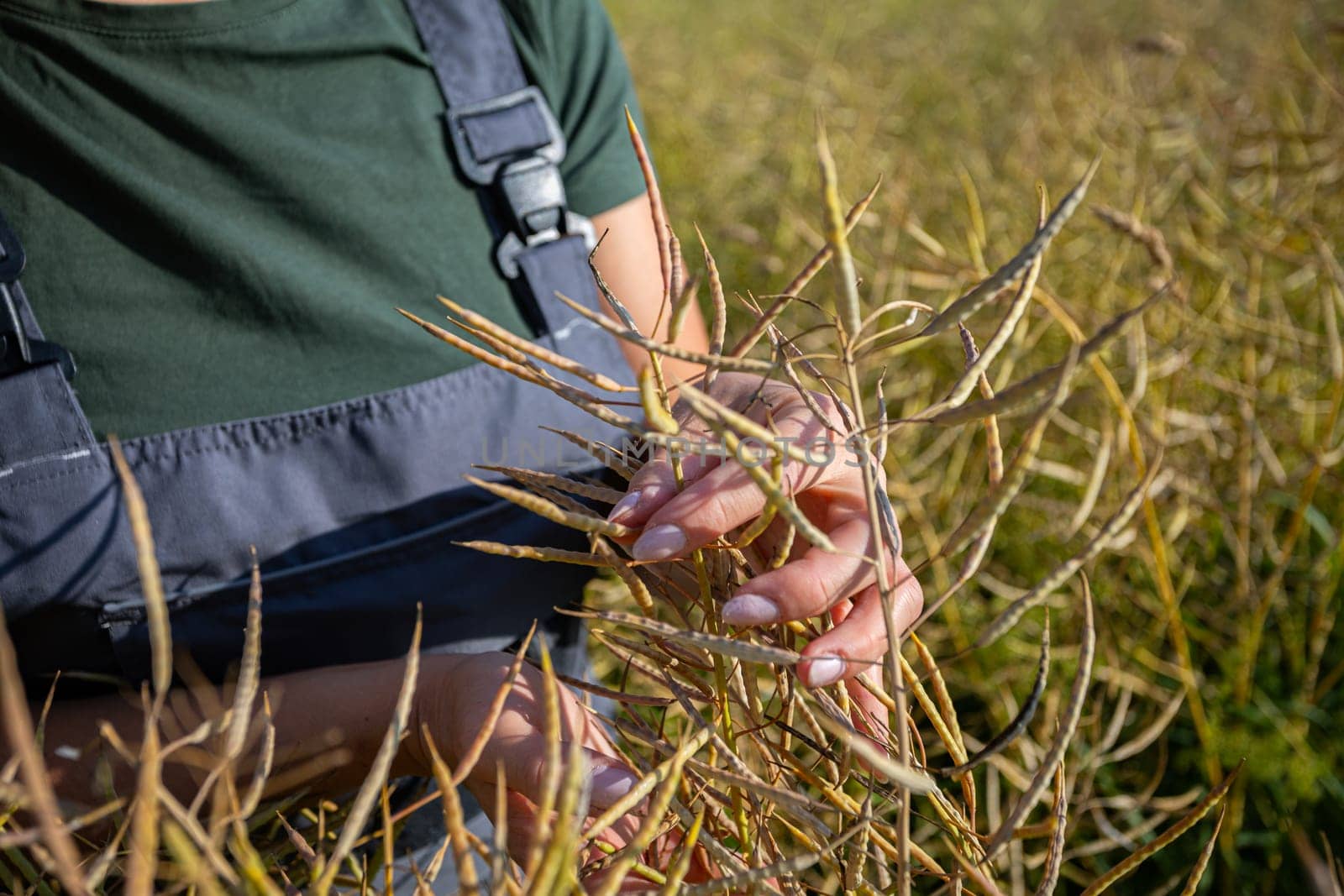 Hands harvest seed pods in a sunlit field, showcasing traditional agricultural practices in farming