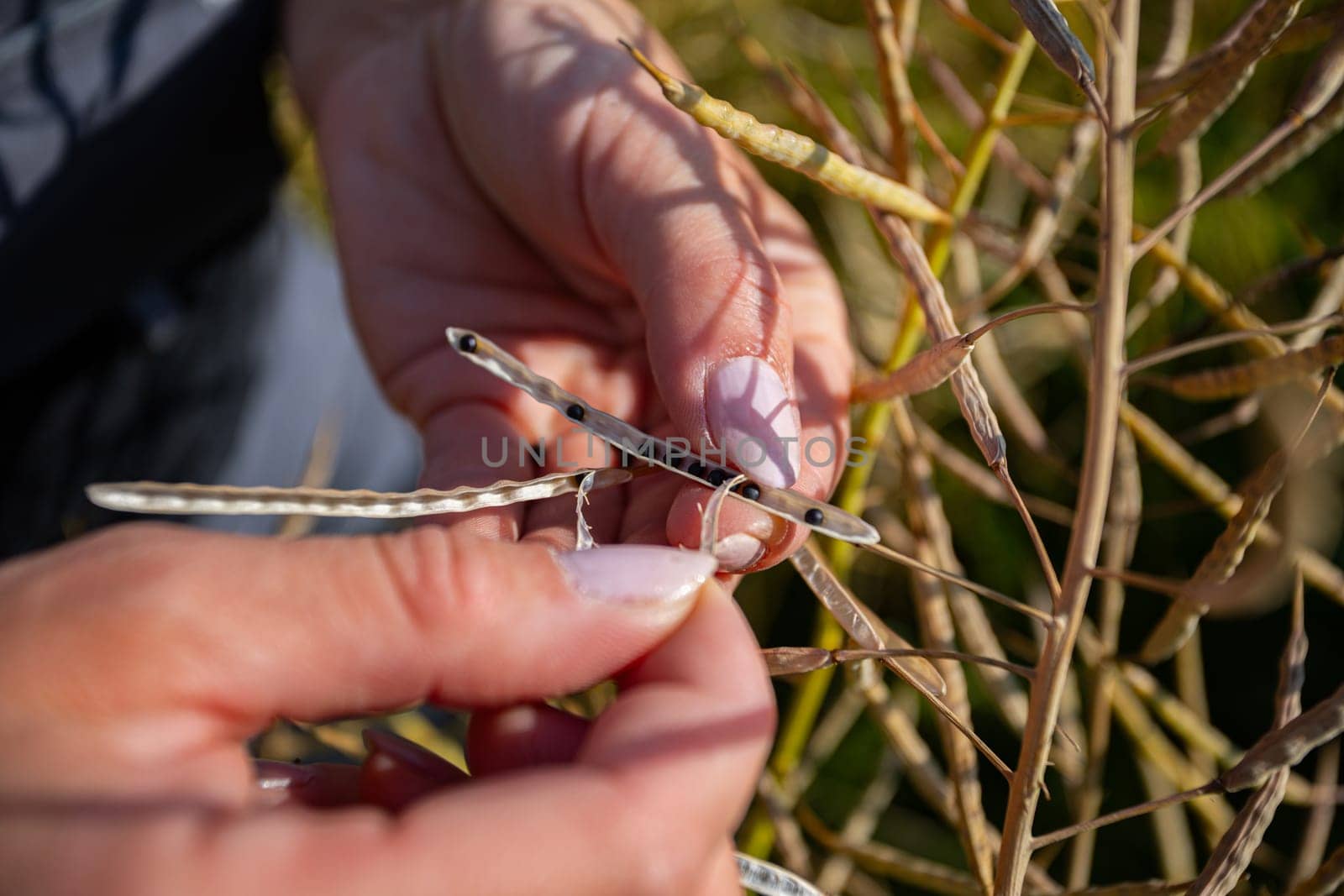 A detailed closeup view captures hands diligently harvesting seeds from vibrant plants in a sunlit field