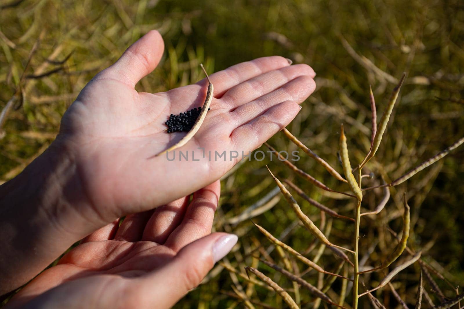 Two hands hold tiny seeds from a thriving plant, set against a backdrop of expansive farming fields
