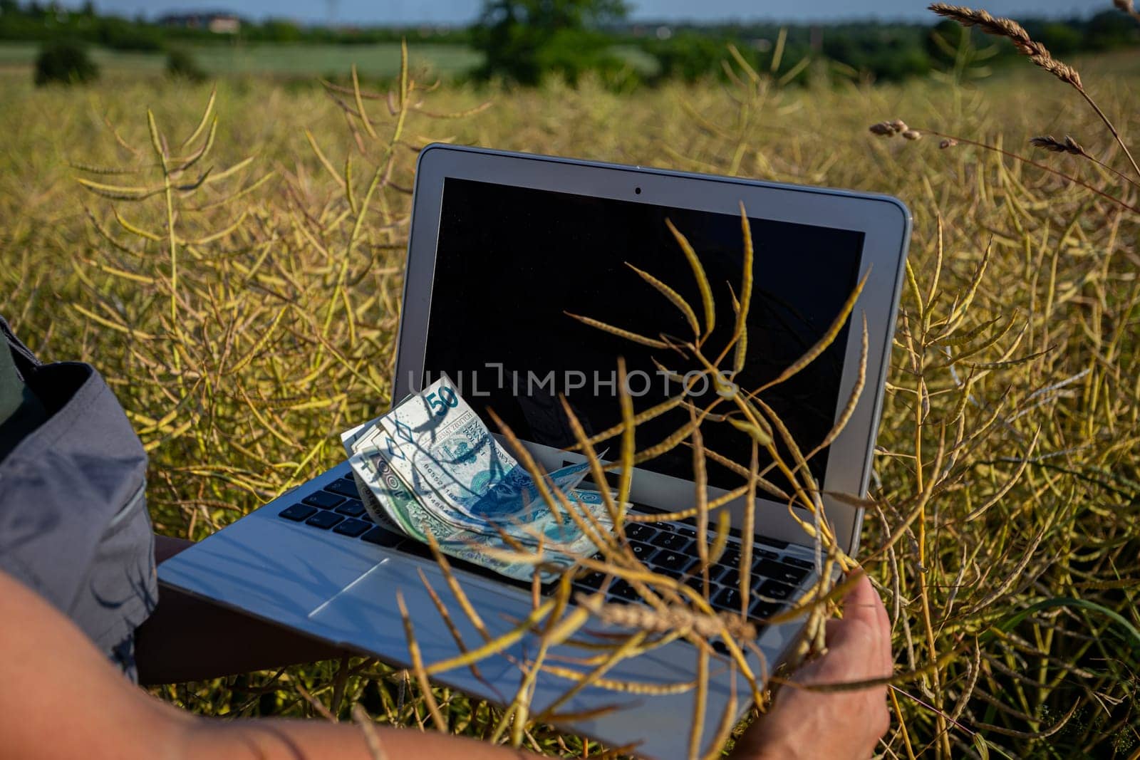 Delving into the fascinating connection between technology and the natural world while using a laptop in golden fields