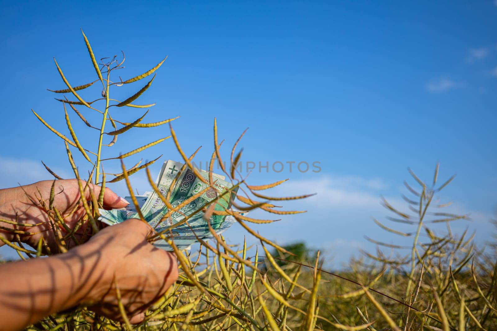 A dedicated person is harvesting various plants amidst a picturesque backdrop of clear and vibrant blue skies