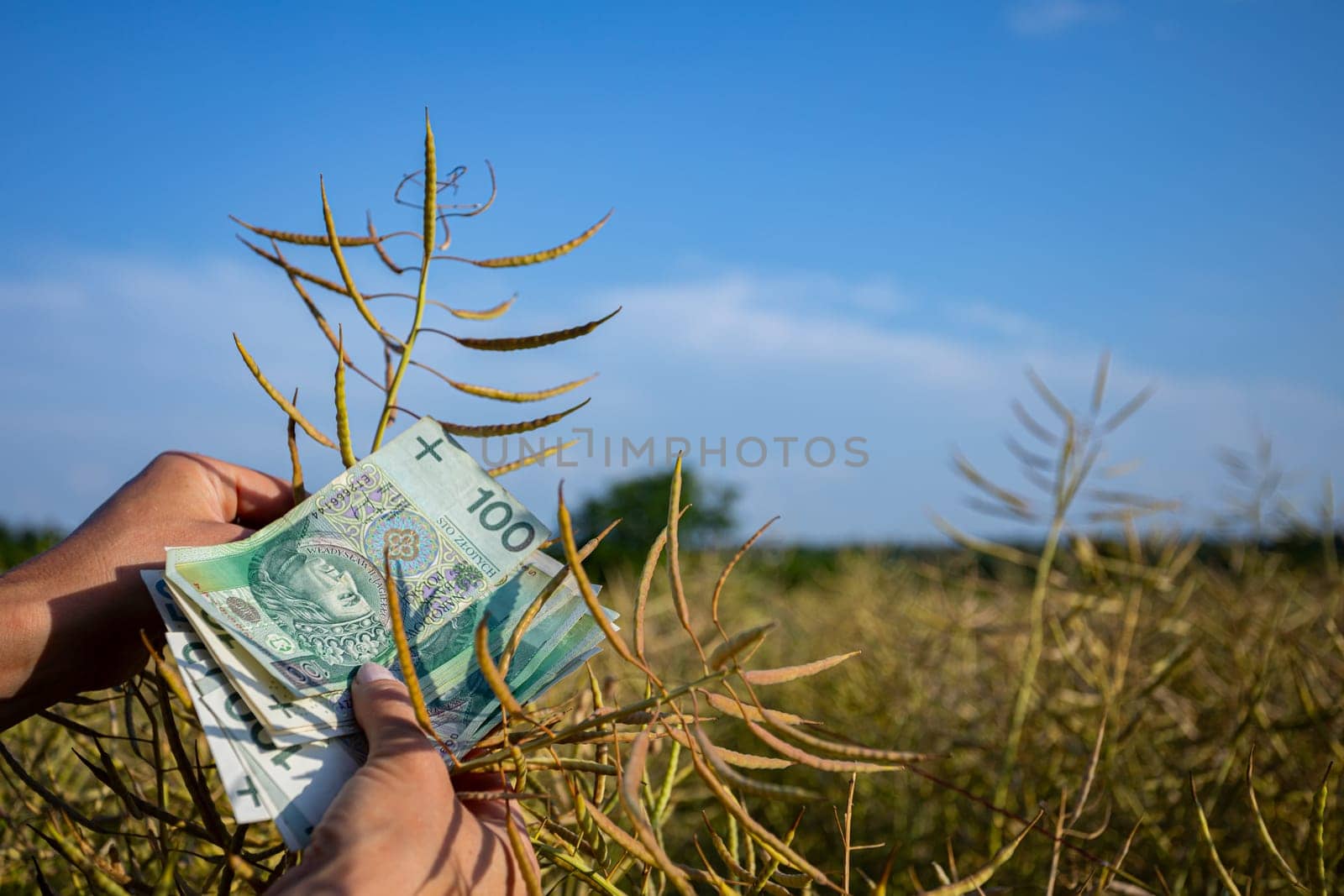 A dynamic image illustrating the connection between cash flow and agricultural growth in a lush field.